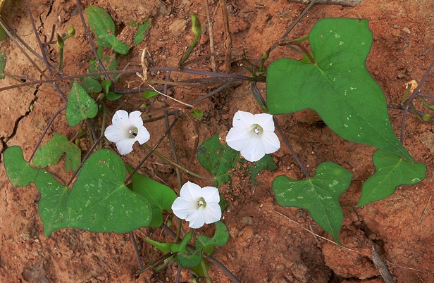 {Ipomoea lacunosa}